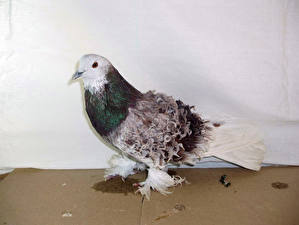 Фотографии Птица Голуби животное