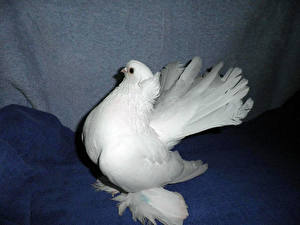 Картинки Птицы Голуби животное