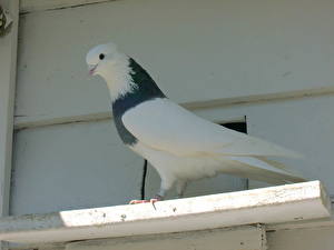 Картинка Птицы Голубь Животные