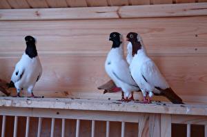 Картинки Птицы Голуби животное