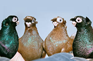 Картинка Птицы Голуби Животные