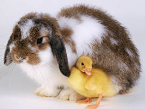 Фотография Грызуны Кролик Животные