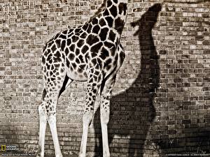 Обои Жираф животное