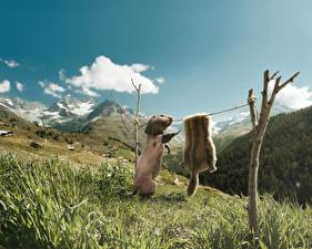 Фотография Гора Трава Юмор