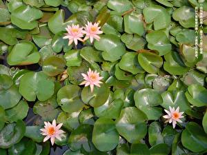 Картинка Водяные лилии