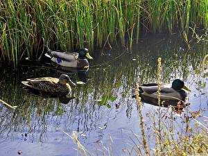 Фотография Птица Утки