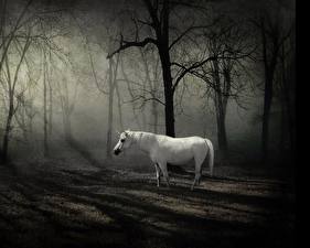 Фото Волшебные животные Единороги Фантастика