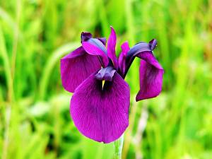 Картинка Ирис Цветы