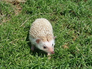 Фотография Ежики