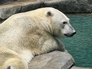 Картинки Медведь Белые Медведи животное