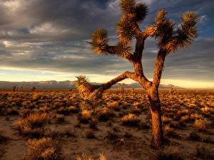 Картинки Пустыня