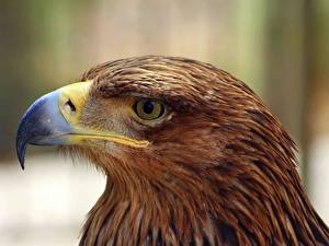 Картинка Птицы Орел Клюв Животные