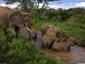 Фотографии Слоны животное