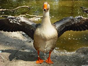 Картинка Птицы Утка Животные