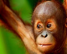 Обои Обезьяна