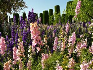 Фотографии Гладиолусы растущие в парке Цветы