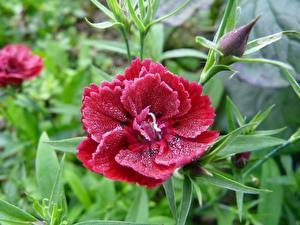 Обои Гвоздики с капельками росы цветок