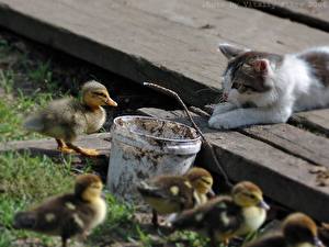 Обои Кошка Птица утята и кот животное