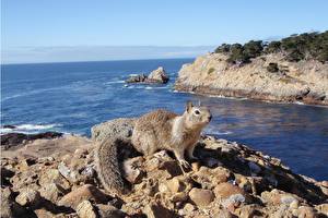 Фото Грызуны Белка белка на фоне моря