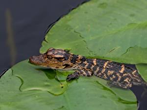 Картинки Крокодил детеныш крокодила Животные