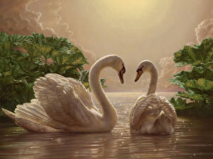 Обои Птицы Лебедь влюбленная пара