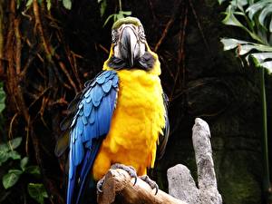 Фото Птицы Попугаи желтый попугай с синими крыльями животное