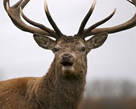 Картинка Олени рогатый олень Животные