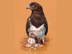 Фотографии Птица Ястреб с потомством Животные