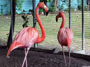 Картинки Птица Фламинго за клеткой Животные
