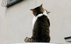 Фото Кошка Объятие кошачья встреча с обнимашками Животные