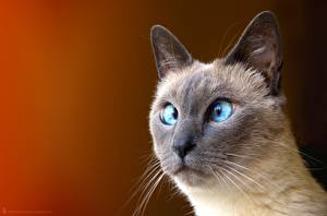 Картинки кот с косыми глазами