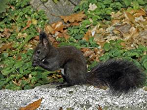 Фото Грызуны Белки черная