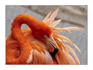 Фотографии Птица Фламинго