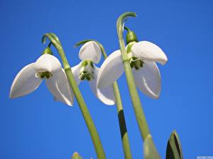 Фотографии Галантус