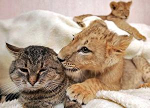 Фото Большие кошки Коты Львы Детеныши животное