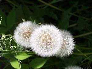 Фото Одуванчики