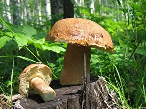 Фото Грибы природа два гриба на пеньке