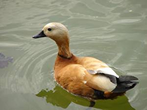 Фотография Птицы Утки в воде животное