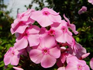 Фото Флоксы розовые цветок