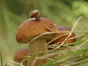 Картинка Улитки улитка на белом грибе животное