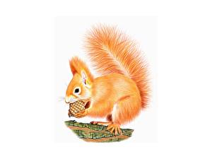 Картинки Грызуны Белка грызет шишку