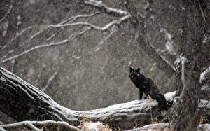 Обои Лисы на бревне зимой животное