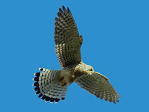 Обои Птица Ястреб парит Животные