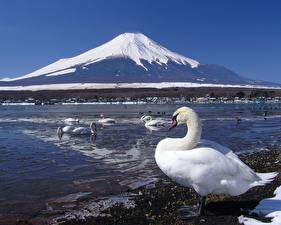 Картинки Птица Лебедь на фоне вулкана