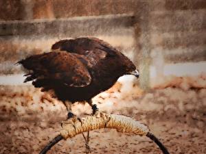 Обои Птицы Орел сидит животное