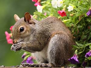 Фото Грызуны Белки кушает семечки