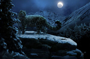 Картинка Большие кошки Ирбис ночью