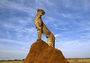 Фотографии Большие кошки Гепарды стоит на горке животное