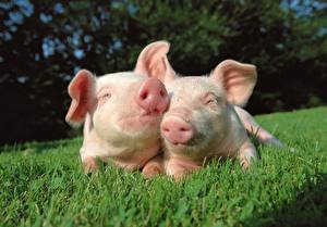 Фотографии Домашняя свинья поросята Животные
