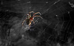 Фотография Насекомые Пауки паук на паутине животное